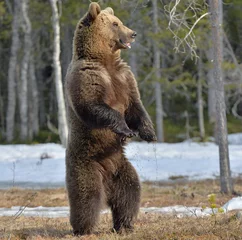 Fototapeten Brown bear (Ursus arctos) standing on his hind legs in spring forest. © Uryadnikov Sergey