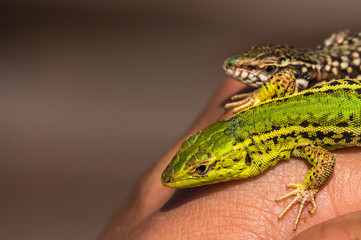Two lizards in hand