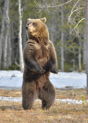 Obraz premium Brown bear (Ursus arctos) standing on his hind legs in spring forest.