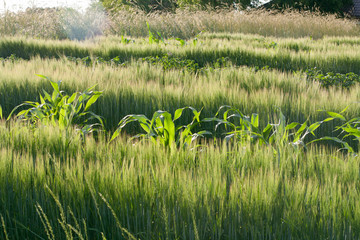 Plantations of rye, barley and corn © yanakoles