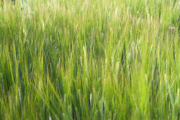 Closeup of plantation of barley