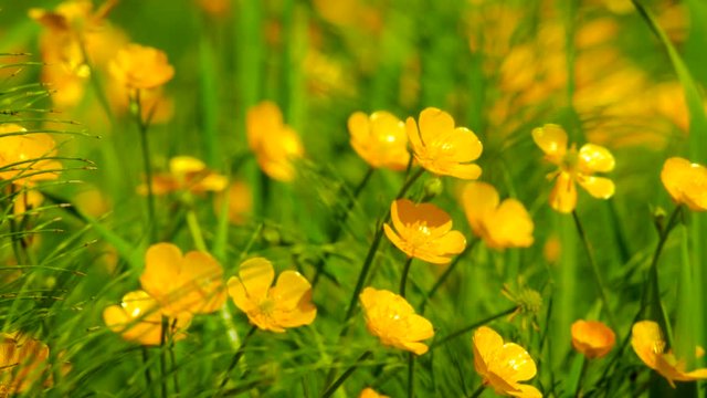 Golden buttercups among the green grass, swaying in the wind
