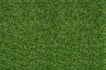 Obraz premium Green grass texture
