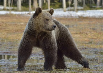 Fototapeta premium Brown Bear (Ursus arctos) in spring forest.