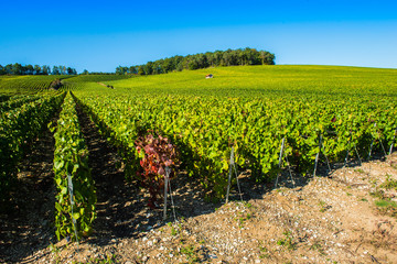Fototapeta na wymiar Barroville, Champagne vineyards in the Cote des Bar area of the Aube department