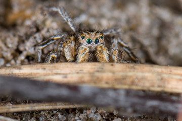 Springspinne (Aelurillus v-insignitus) Männchen in freier Natur einer Heidelandschaft