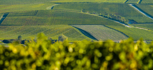 Celle sur Ource, Champagne vineyards in the Cote des Bar area of the Aube department