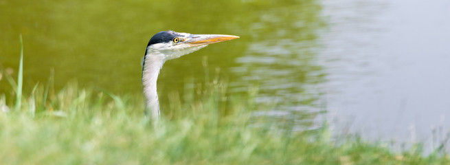 Graureiher (Ardea cinerea) Potrait