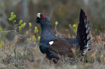 Capercaillie (Tetrao urogallus) male in the spring forest. The western capercaillie (Tetrao urogallus)