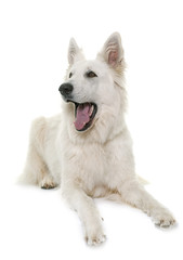 White Swiss Shepherd Dog barking