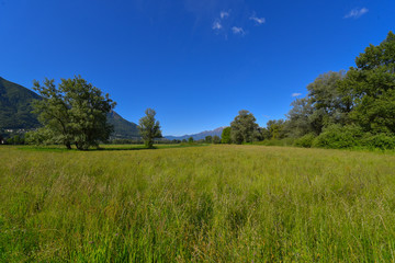 Prato verde con alberi e cielo azzurro