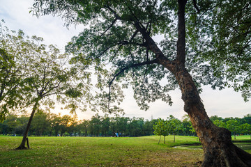 Green Park with tree at Sunset