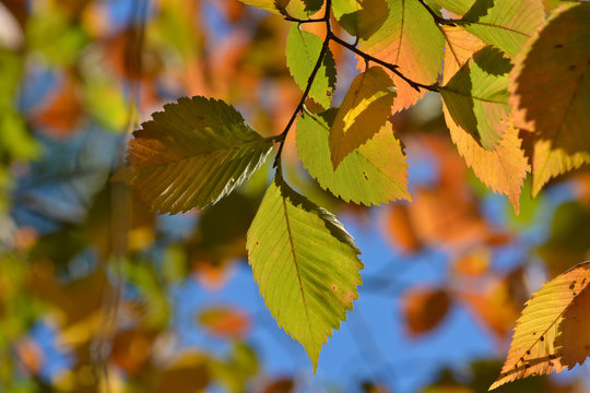Autumn leaves on the elm trees.