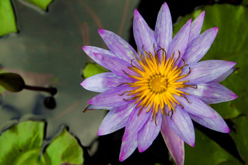 Beautiful waterlily or lotus flower on water surface, closeup