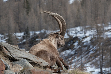 Sitting old Alpine Ibex in Italian Alps