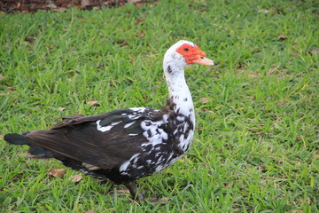 Muscovy duck
