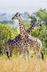Obraz na płótnie Canvas Under a shining sun two giraffes stand at a tree with the crossed long necks. Rothschild Giraffes (Giraffa camelopardalis)