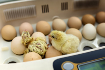 Newborn little yellow chicken in the incubator - obrazy, fototapety, plakaty