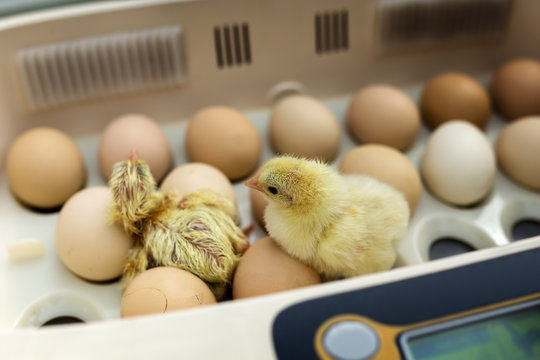 Newborn little yellow chicken in the incubator