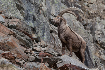 Alpine Ibex in Italian Alps