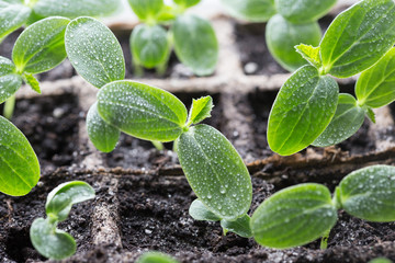 Green Cucumber seedling on tray