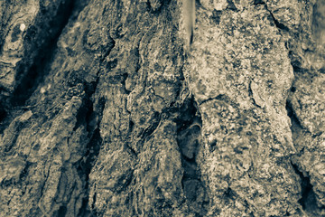 Bark of tree. Iron Texture.