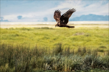 African Eagle hunting