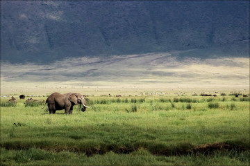 African elephant in the Ngorongoro crater in the background of g - obrazy, fototapety, plakaty