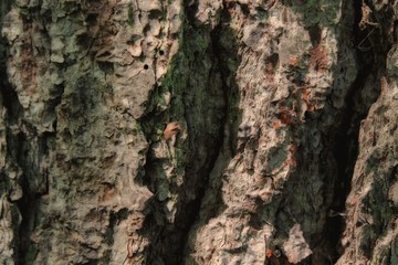 Bark of tree. Dark Texture.