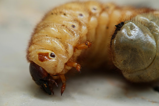 beetle larvae in asia,Thailand.(Selective focus)