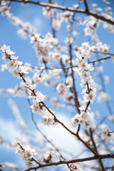 Blossom white apricot tree branch blue sky on background, soft focus