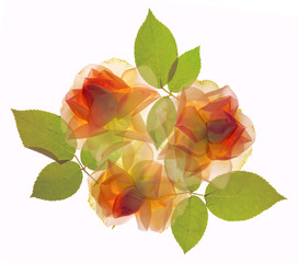 translucent flat lay rose arrangement, isolated on white background - 111507117