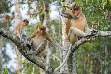 Naklejka premium Family of Proboscis Monkeys in a tree.Proboscis Monkey (Nasalis larvatus) sitting on a tree in the wild green on Borneo, Indonesia.