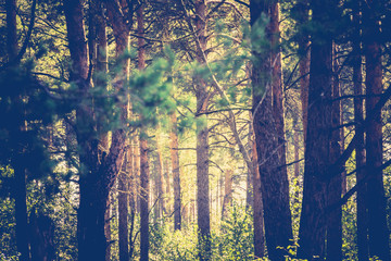 Morning in the Pine Forest Retro