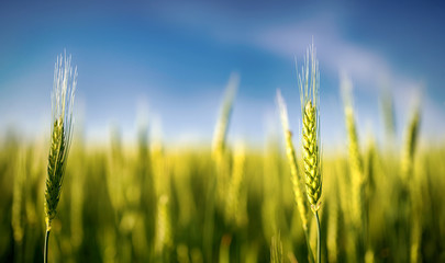 Fototapeta premium Green rye grain in field