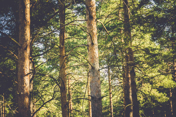 Pine Trees Macro Filtered