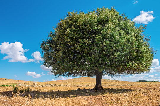 Argan tree in the sun, Morocco