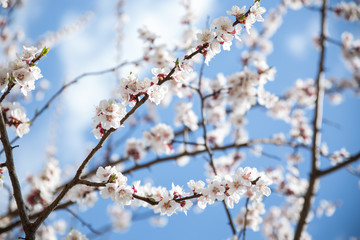 Blossom white apricot tree branch blue sky on background, soft focus
