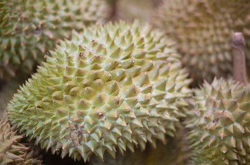 Naklejka na ściany i meble durian