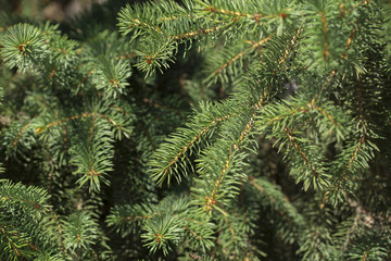 Christmas-tree branch on the white background