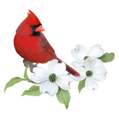 Northern Cardinal perched on a blooming White Dogwood.Hand drawn vector illustration on transparent background, realistic representation. - 111509307