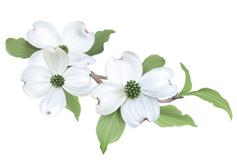 White Dogwood (Cornus florida)
Hand drawn vector illustration of blooming dogwood on transparent background.
- 111509329