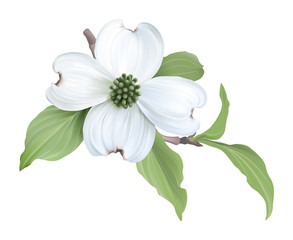White Dogwood (Cornus florida)
Hand drawn vector illustration of blooming dogwood on transparent background.
- 111509365