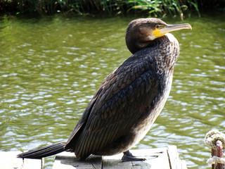 Kormoran (Phalacrocorax carbo).