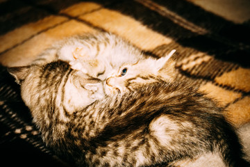 Two Little Tabby Kittens Retro