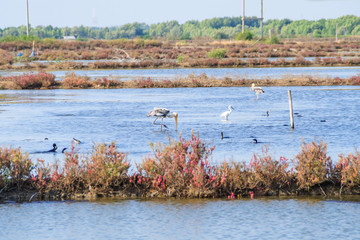Black and white egrets fishing in a pond. They are birds and any of several herons.