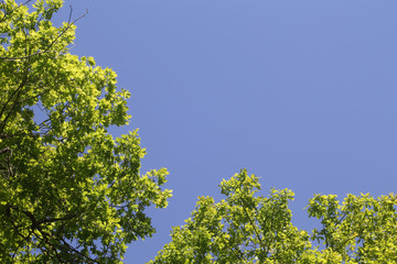 feuille de chêne sous le soleil du printemps. 