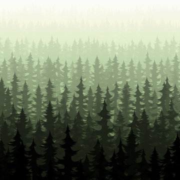 Nature forest landscape pine fir. Nature forest pine trees