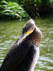 Kormoran (Phalacrocorax carbo). 