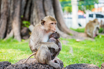 Mother and baby monkeys